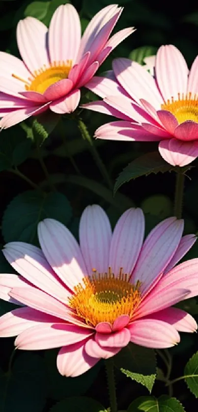 Vibrant pink flowers with green leaves in natural light.