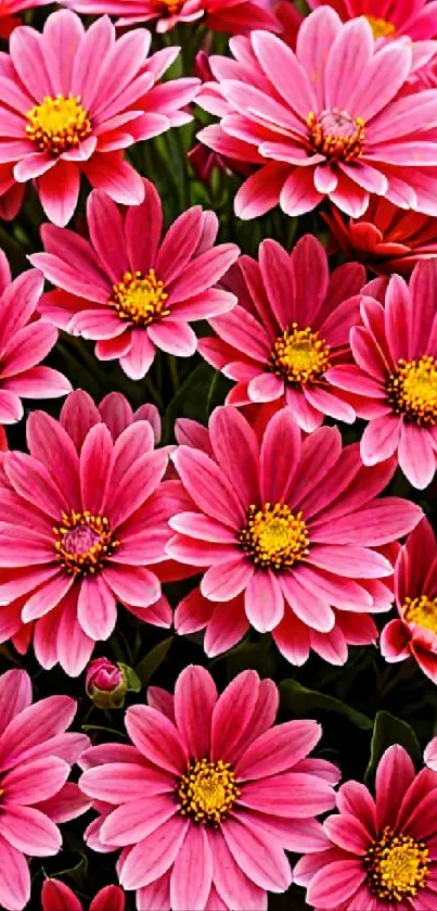 Vibrant pink daisy-like flowers wallpaper.