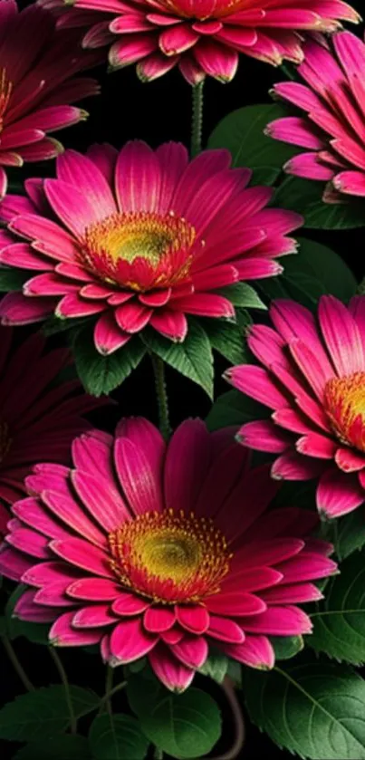 Vibrant pink Gerbera daisy wallpaper with lush green leaves.