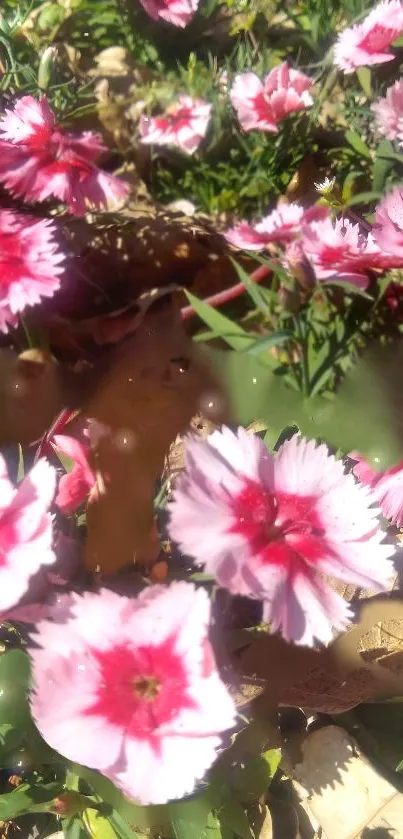 Vibrant pink flowers in a sunlit garden scene.