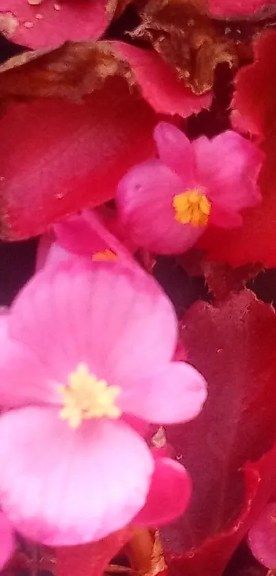 Close-up of vibrant pink flowers with crimson leaves.