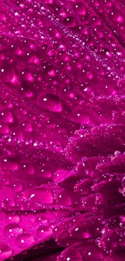 Close-up mobile wallpaper of vibrant magenta flower petals with dew.