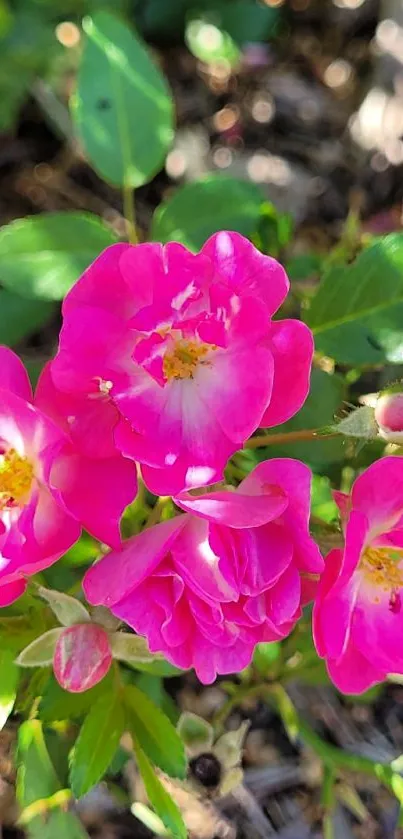 Vibrant pink floral wallpaper with blooming flowers.