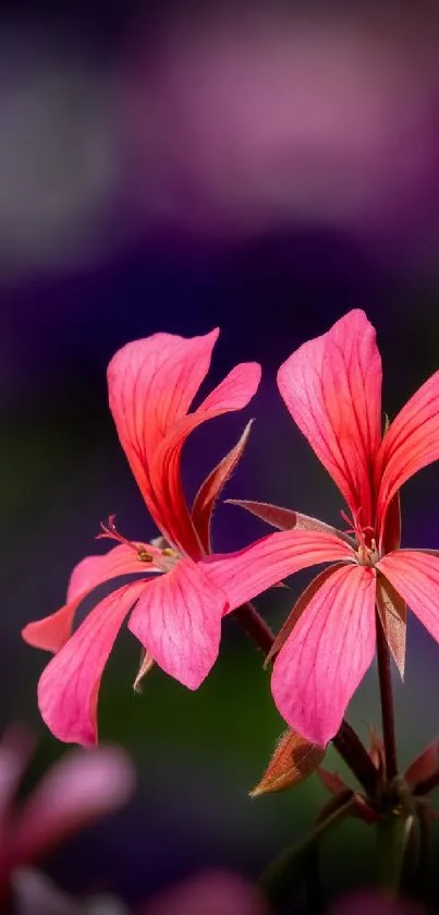 Vibrant pink floral wallpaper with stunning petals.