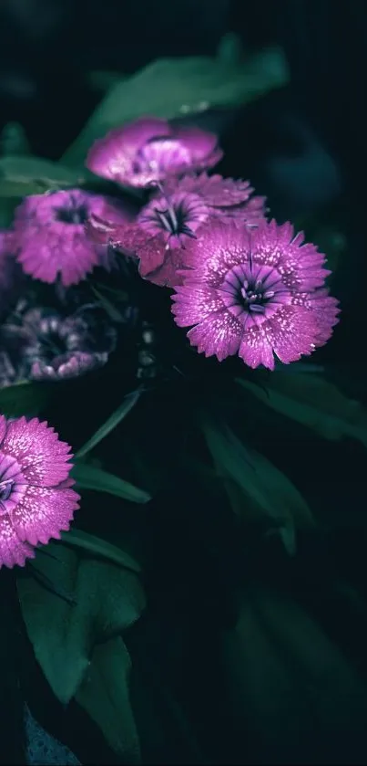 Vibrant pink flowers against dark foliage.