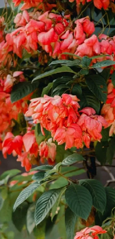 Coral pink flowers with lush green leaves in a beautiful arrangement.