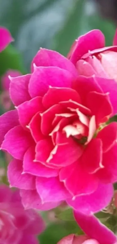 Close-up of vibrant pink flowers with green leaves background.