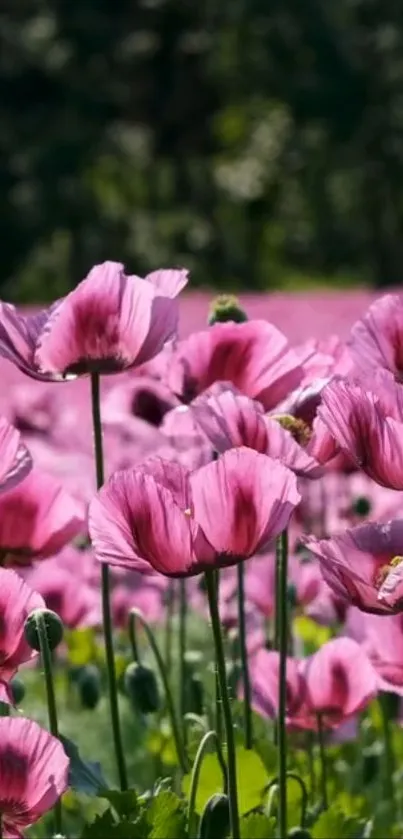 Vibrant pink flowers blooming in a lush garden setting.