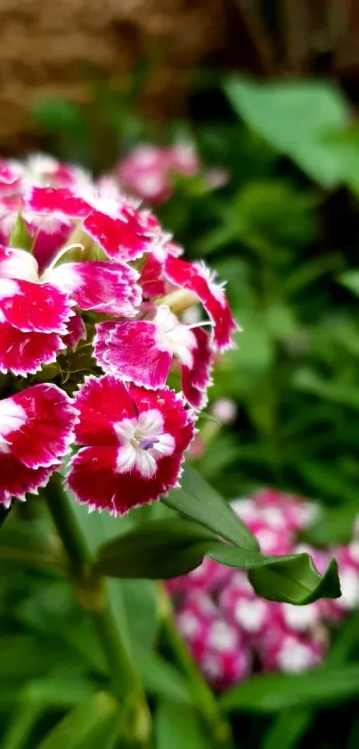 Vibrant pink flowers with lush green leaves in a nature-inspired mobile wallpaper.