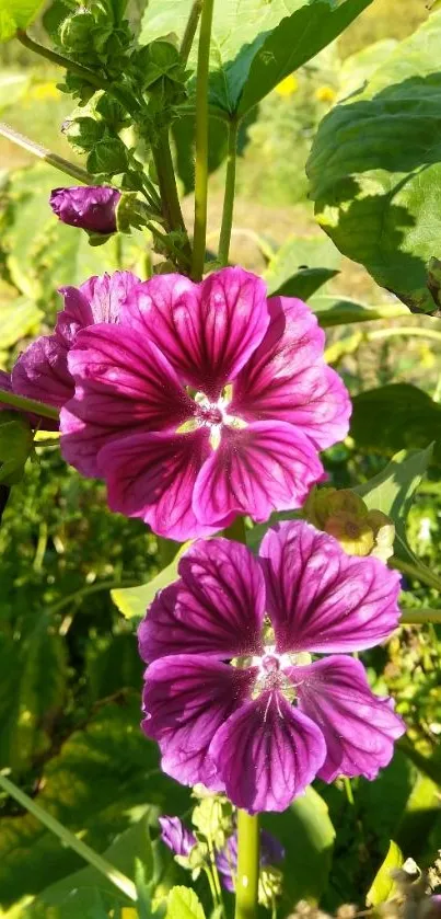 Pink flowers and green leaves on wallpaper.