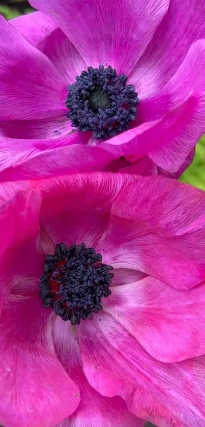 Close-up of vibrant pink flowers with a bold black center on a mobile wallpaper.