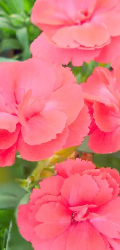 Vibrant pink flowers with green leaves wallpaper.