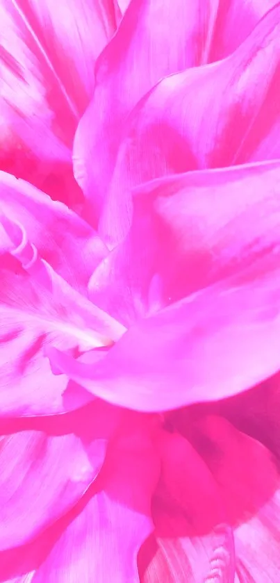 Close-up of vibrant pink floral petals.