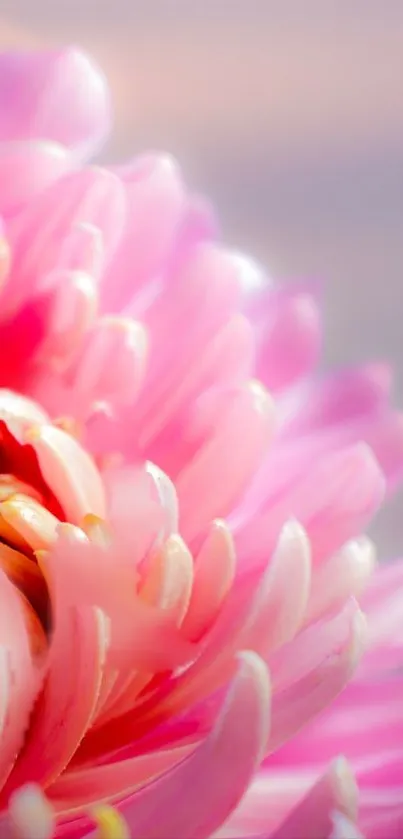 Close-up of vibrant pink flower petals in soft focus.
