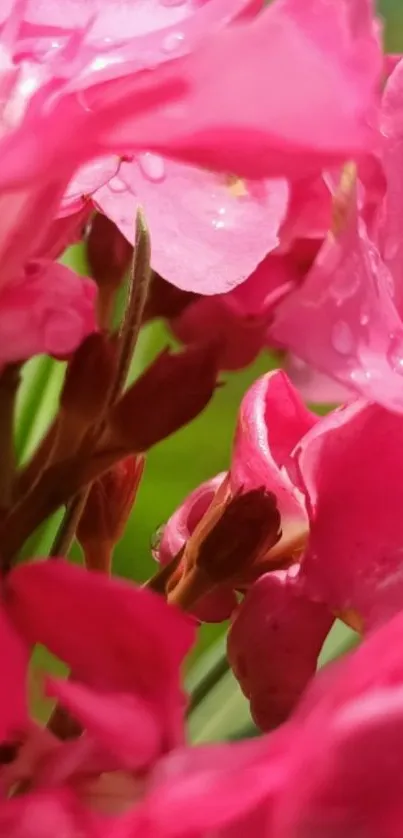 Close-up of vibrant pink flowers with delicate dewdrops.