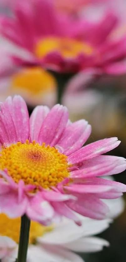 Close-up of vibrant pink daisies in bloom.