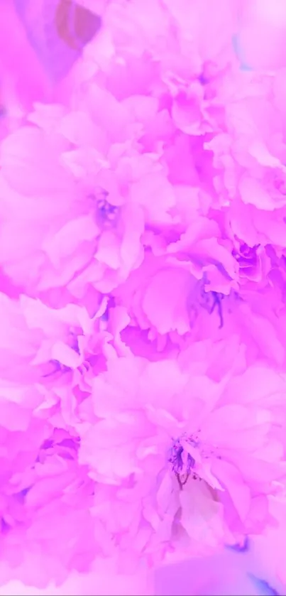 Vivid pink floral wallpaper with blooming flowers and soft petals.
