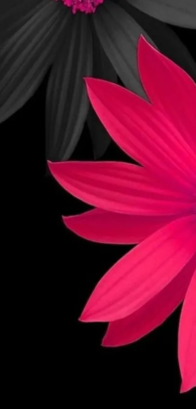 Vibrant hot pink flowers on a black background mobile wallpaper.