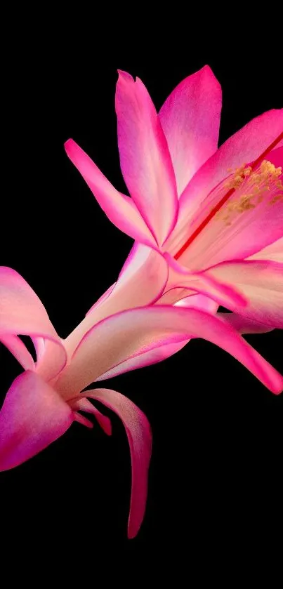 Vibrant pink cactus flower on a black background.