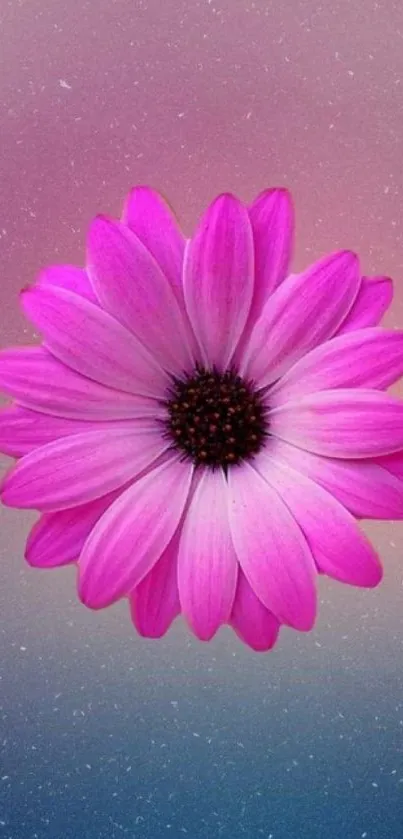 Vibrant pink daisy against a cosmic gradient background.