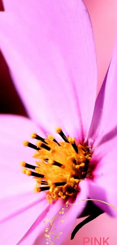 Close-up of a pink flower with yellow center on a mobile wallpaper.