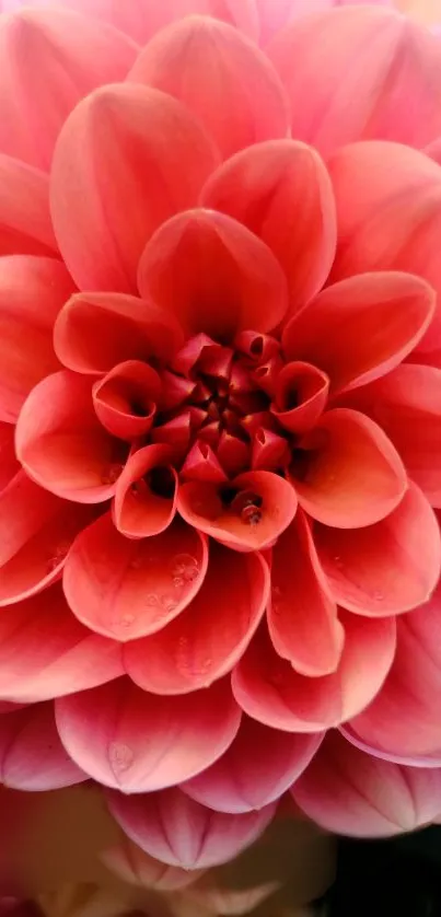 Vibrant pink dahlia flower close-up, perfect for nature-themed wallpapers.