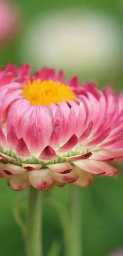 Pink flower blooming in green field background.