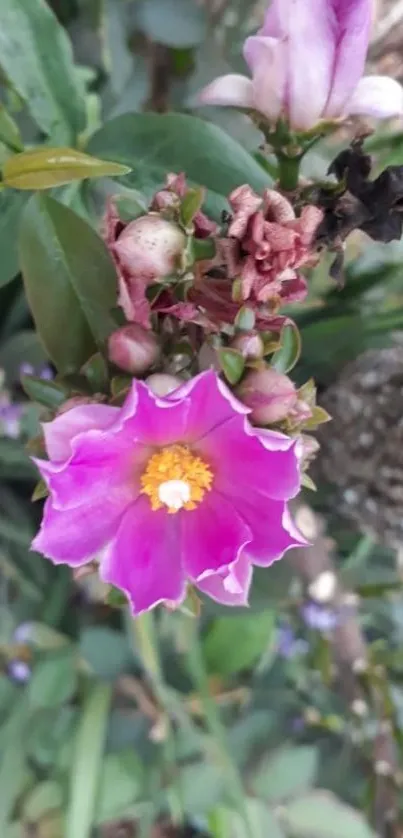 Vibrant pink flower with green leaves on a phone wallpaper.