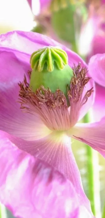 Vibrant pink flower with green center on mobile wallpaper.