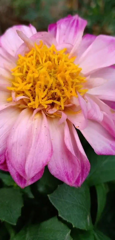 Beautiful pink flower with yellow center amidst green leaves.