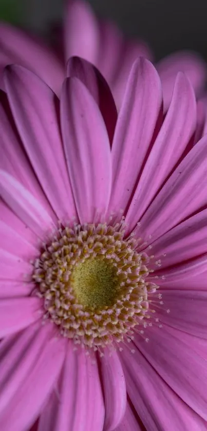 Close-up of vibrant pink flower petals with detailed texture.