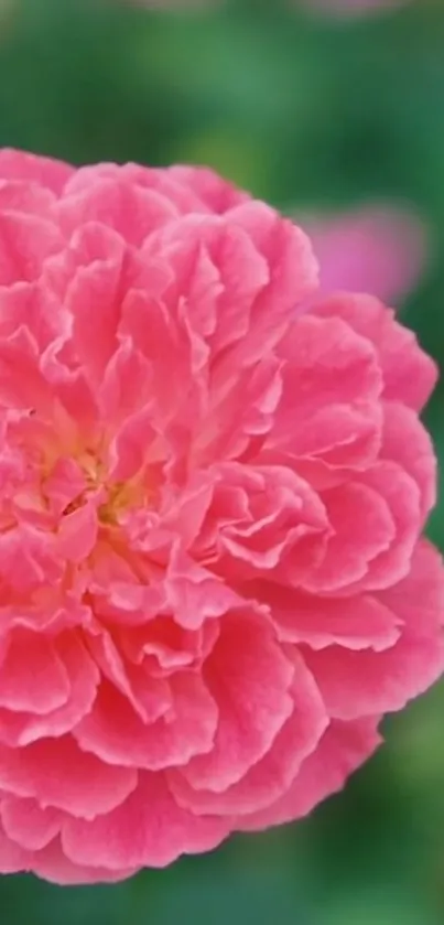 Close-up of a vibrant pink flower in full bloom.