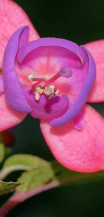 Close-up of a vibrant pink flower with purple accents and green leaves.