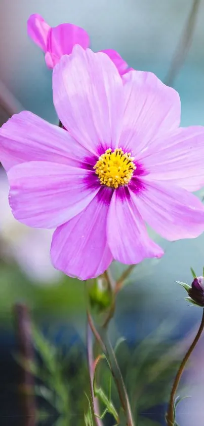 Vibrant pink flower with yellow center in a serene natural setting.