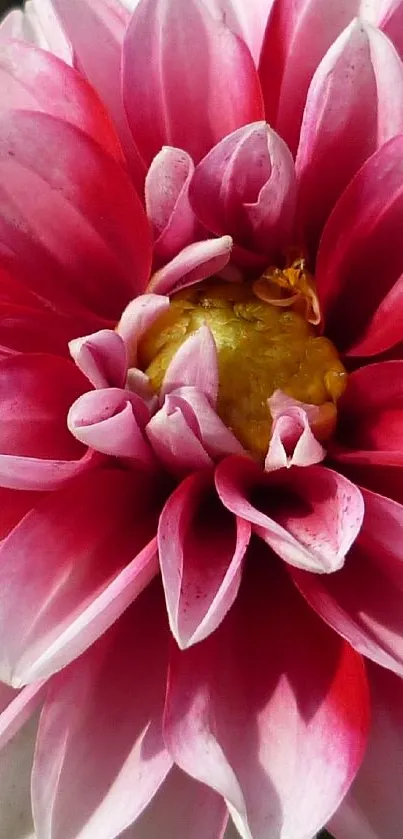 Close-up of a vibrant pink dahlia with yellow center.