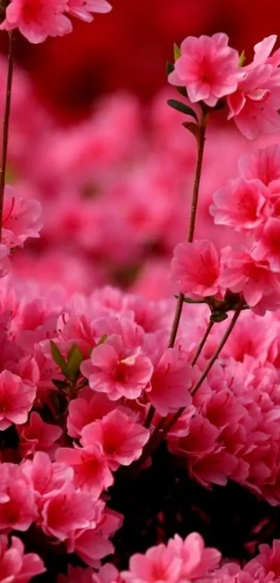 Bright pink flowers in full bloom wallpaper.