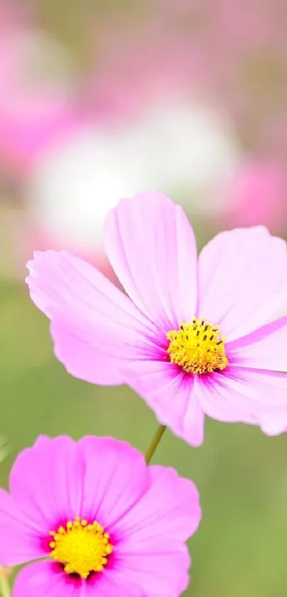 Vibrant pink cosmos flower field mobile wallpaper.