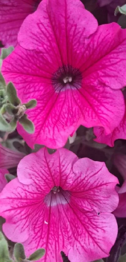 Bright pink petunia flowers in full, vibrant bloom.