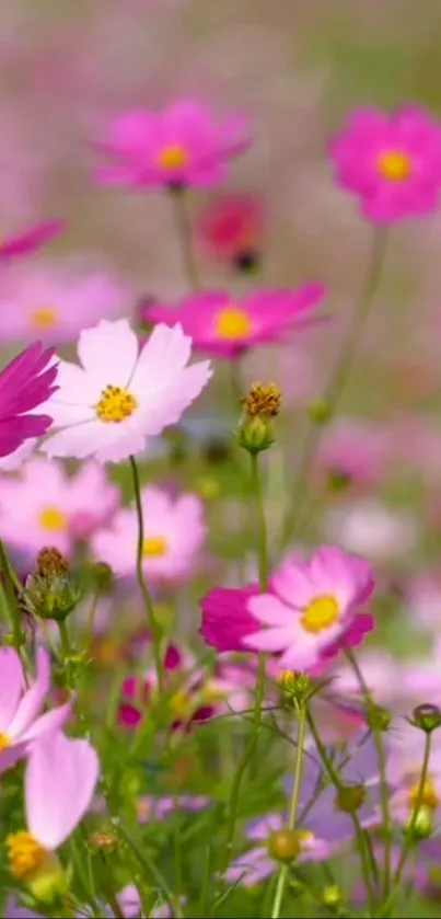 Vibrant pink flowers in full bloom.