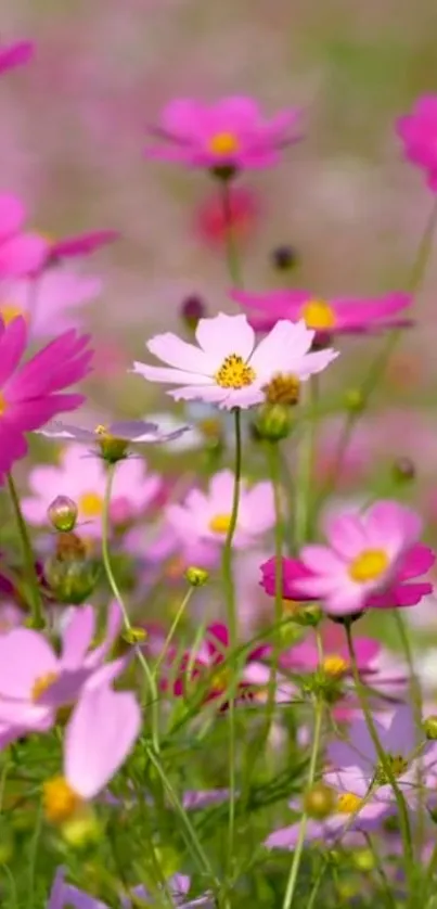 Mobile wallpaper featuring vibrant pink flowers in full bloom set against lush greenery.