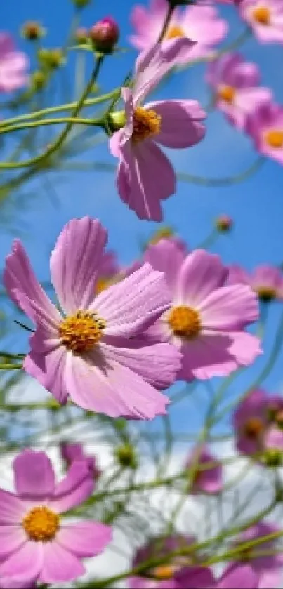 Pink flowers blossom against a bright blue sky, creating a serene mobile wallpaper scene.