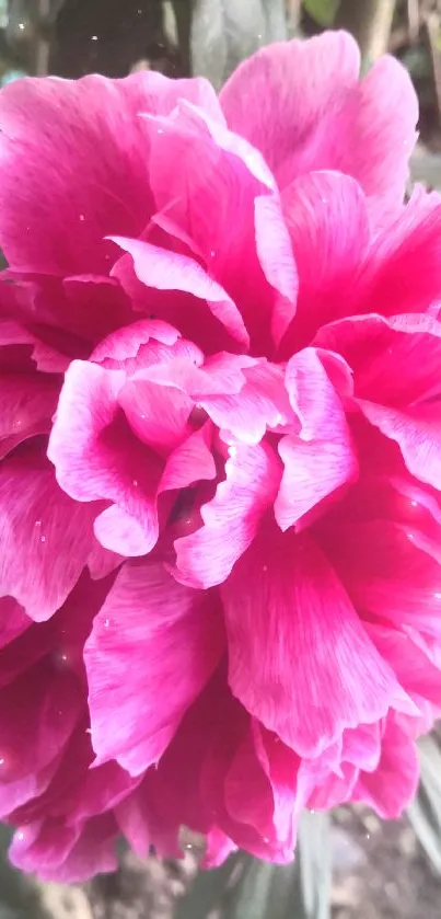 Vibrant pink flower blossom with green leaves in background.