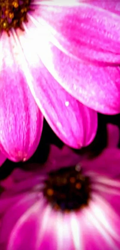 Close-up of vibrant pink flowers with detailed petals.