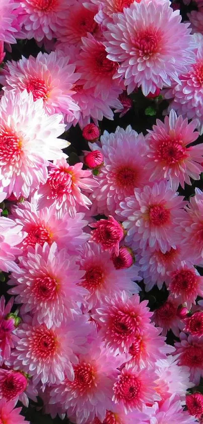 Vibrant pink flower blossoms with lush green leaves.