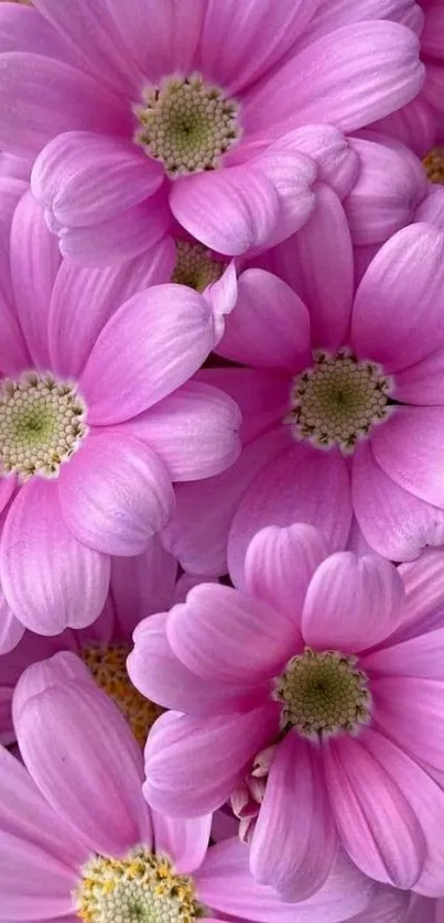 Pink daisy flowers in a soft floral mobile wallpaper design.