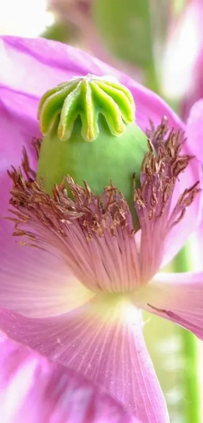 Close-up of a vibrant pink flower with detailed petals.