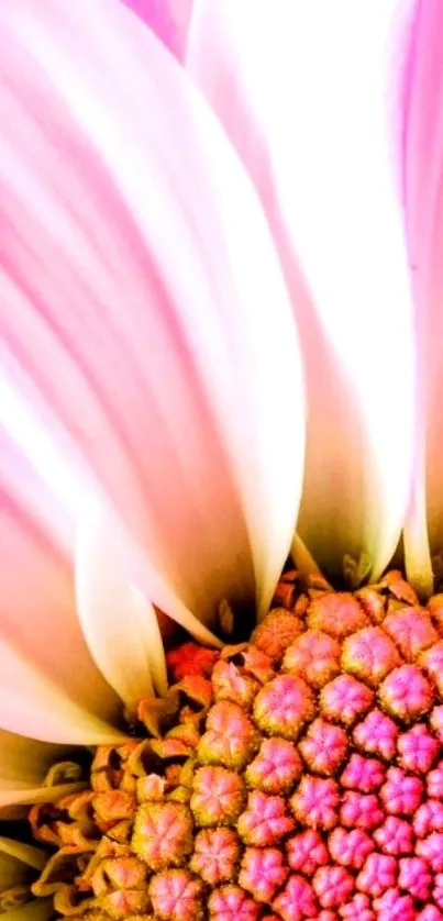 Close-up of vibrant pink flower petals on a mobile wallpaper.