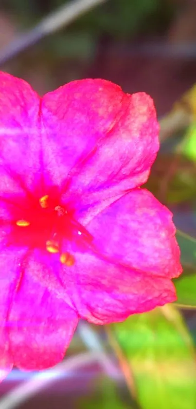 Close-up of a vibrant pink flower against a rustic background.