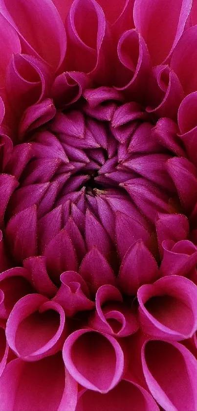 Close-up of vibrant pink flower petals, perfect for mobile wallpaper.