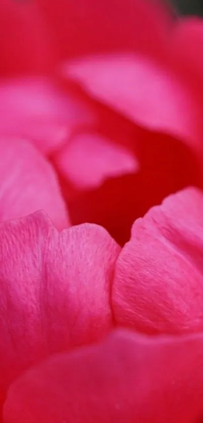 Close-up of a vibrant pink flower with detailed petals.